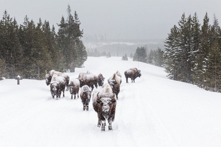 27 Yellowstone NP, bizons.jpg
